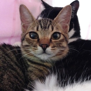 甘えん坊なキキくんです