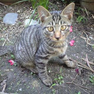 人懐っこい子猫ちゃん