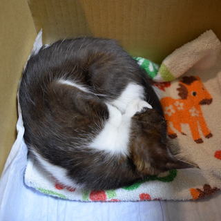 白黒の子猫、一時的に保護しています