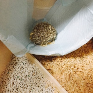 生後45日のシナモンのハリネズミちゃん