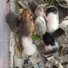 ゴールデンハムスターの赤ちゃんが産まれました サムネイル4