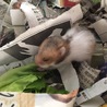 ゴールデンハムスターの赤ちゃんが産まれました サムネイル5