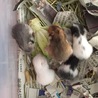 ゴールデンハムスターの赤ちゃんが産まれました サムネイル6