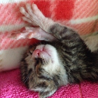 ちびちび子猫ちゃん♡