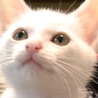 しろねこたいが