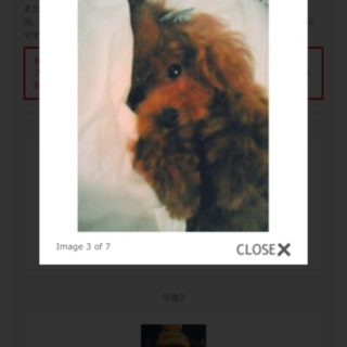 とっても可愛いティーカップ〜タイニーサイズの♂です