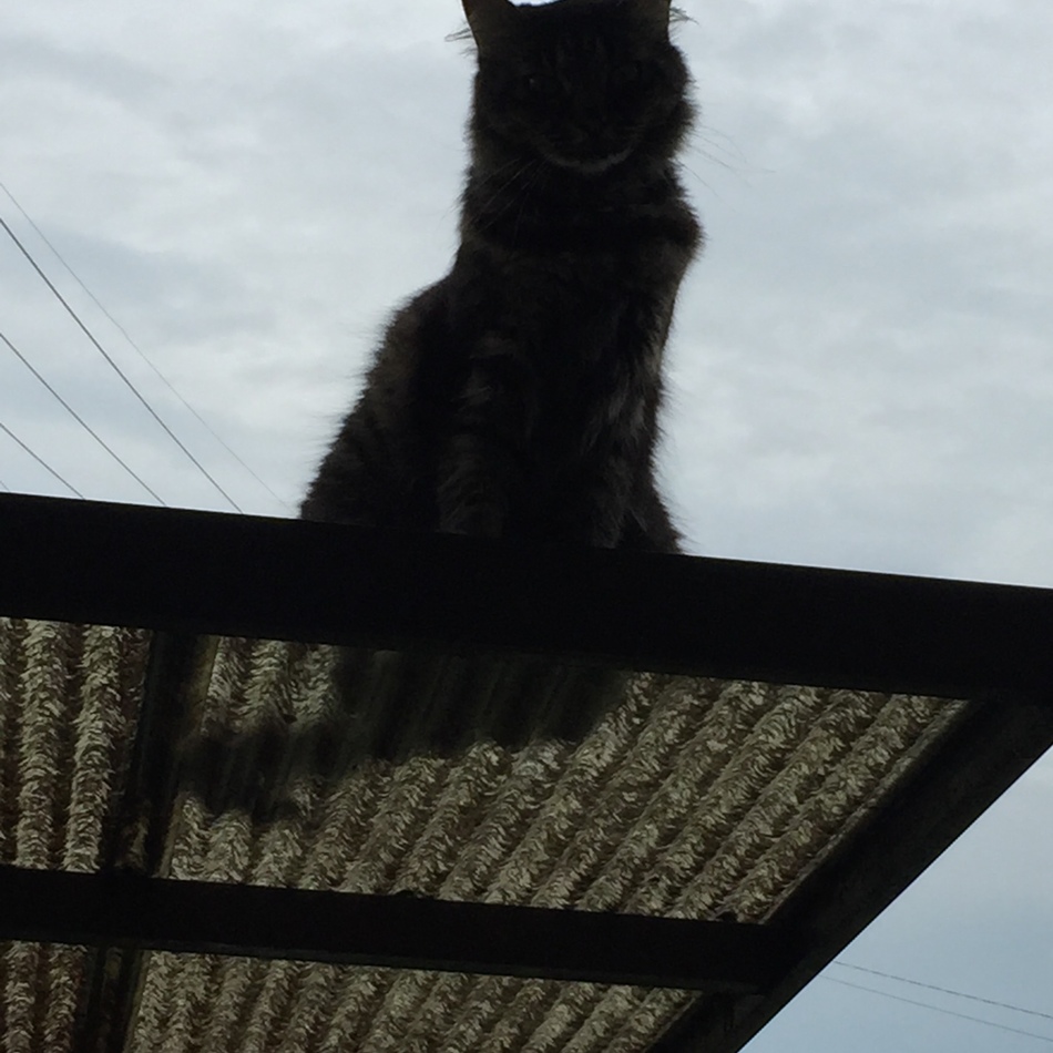 けふのカバー写真