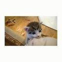 生後１カ月ほどの赤ちゃん猫　３匹