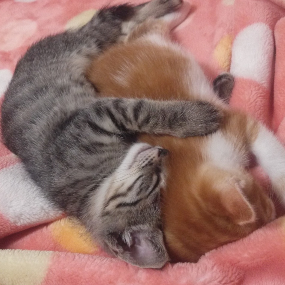 くるくるのカバー写真