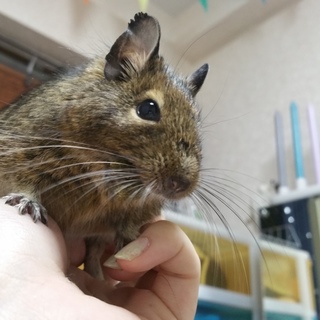 デグーのチキン君(メス)の預かり手募集！