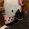 の写真