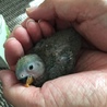 プチ