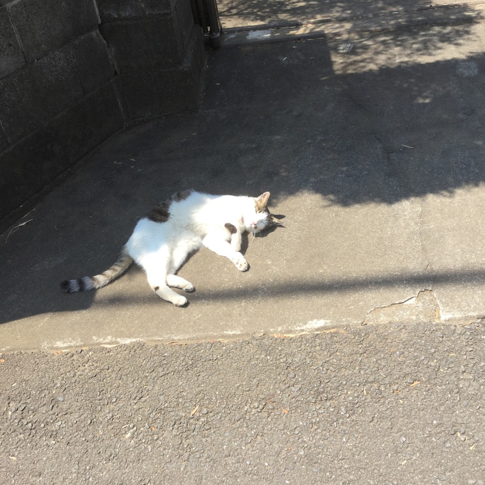 ちびのカバー写真