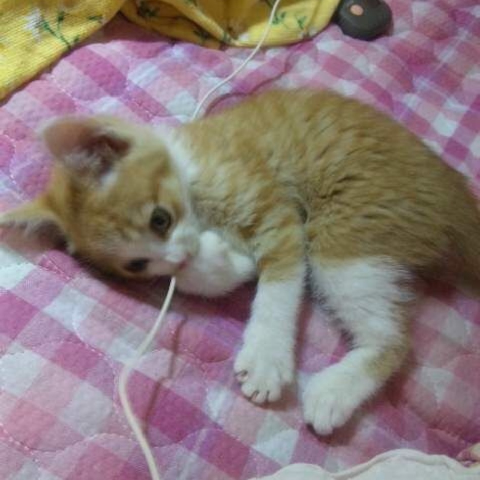 モコのカバー写真