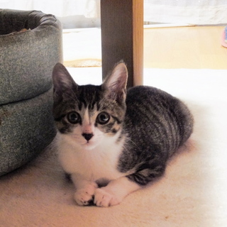 大きなお目々のくるみ君