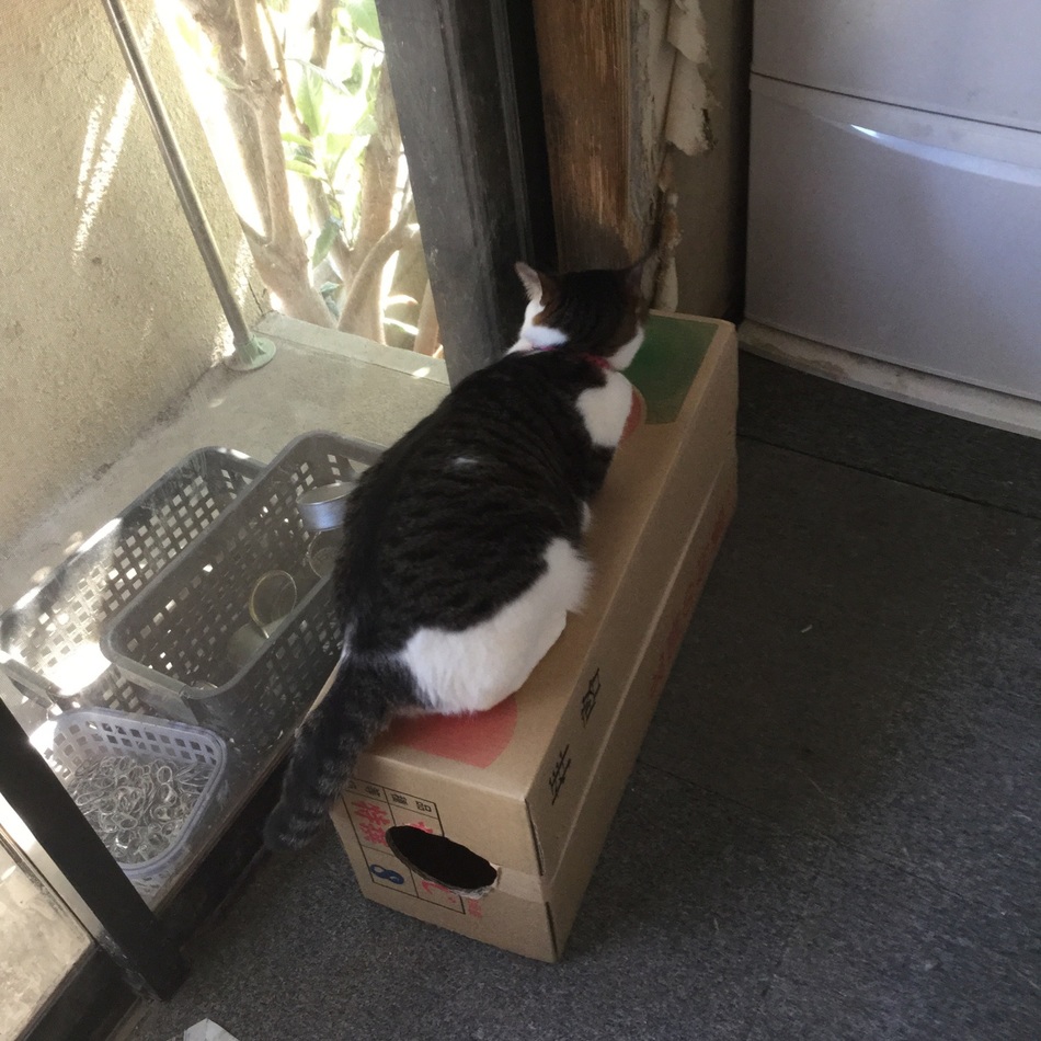 バロンのカバー写真