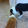 ボーダーコリー♂1歳半のラキム♡ご家族さま決定！ サムネイル3