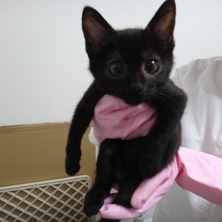 生後二ヶ月の後ろ足の不自由なおとなしい子猫です。