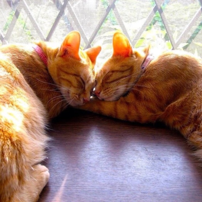 ちくわぶうなぎのカバー写真