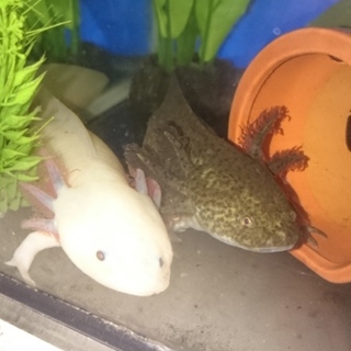 ウーパールーパー代理で募集します