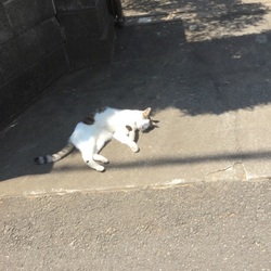 外猫 ちび様の生活