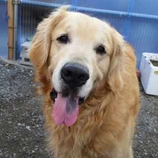 ゴールデンレトリバー　幸せにして下さい。