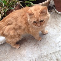 ちゃいろちゃん