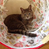 はこねこちゃん