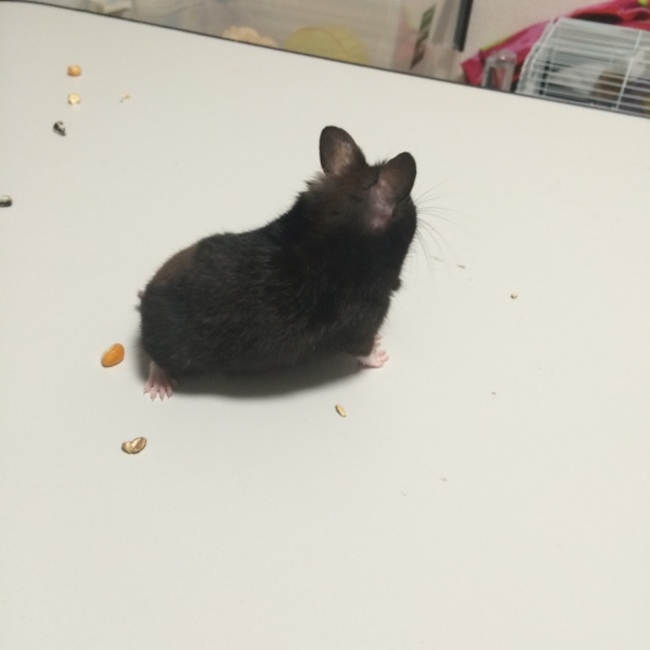 みたあんのカバー写真