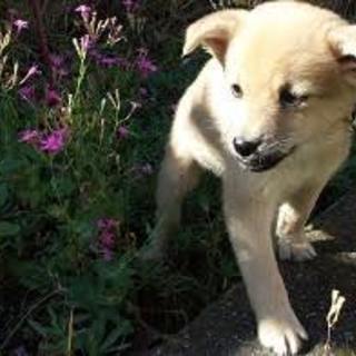 里親決定！ありがとうございました。