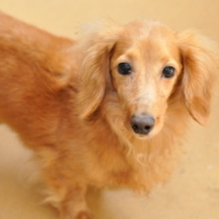 愛らしくておとなしい女の子、ソニアです！