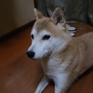 【急募！】柴犬の女の子、優しい子です♪