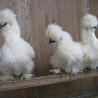 純粋　烏骨鶏　１匹