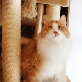 ノルウェージャンの美男子猫ダダくん