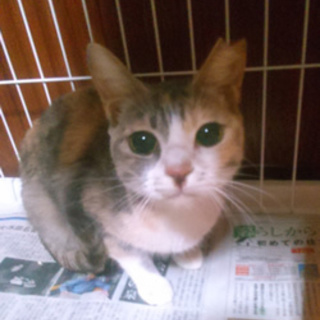 木の葉ちゃん　人なれしていて飼いやすい子です