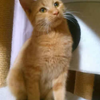 小紅　人なれしていて飼いやすい子です