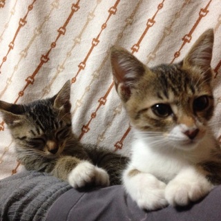 子猫の里親募集します