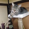 良い景色だにゃ〜〜