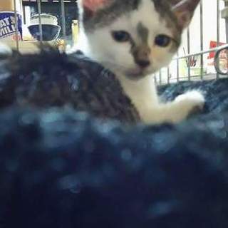 甘えたさんぷーちゃん