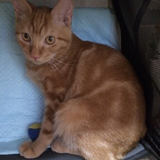 柄がアメショーっぽい可愛いジンジャー、一緒に遊んで