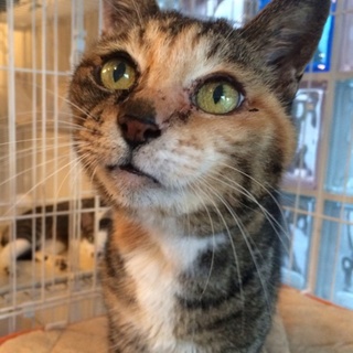 穏やかなミケちゃん