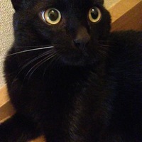ルル