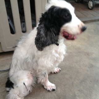 無駄吠えしても大丈夫の里親さま募集！