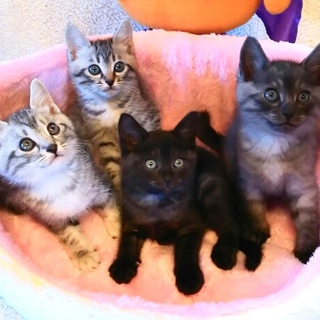 アメショMIX♂♀キジ♀黒縞♂ ：2猫ずつ里親様に