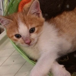 仲良し茶白兄弟