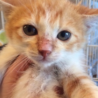 仲良し茶白兄弟