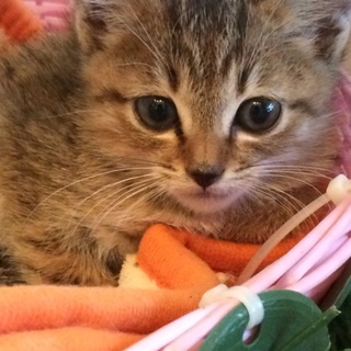 怖がりキジトラちゃん