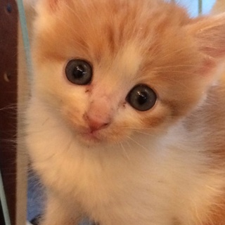 おメメくりくり茶白ちゃん