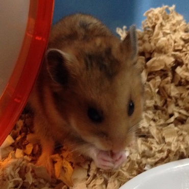 五郎丸ポーズ？