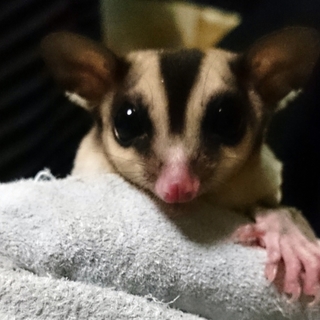 フクロモモンガの里親募集